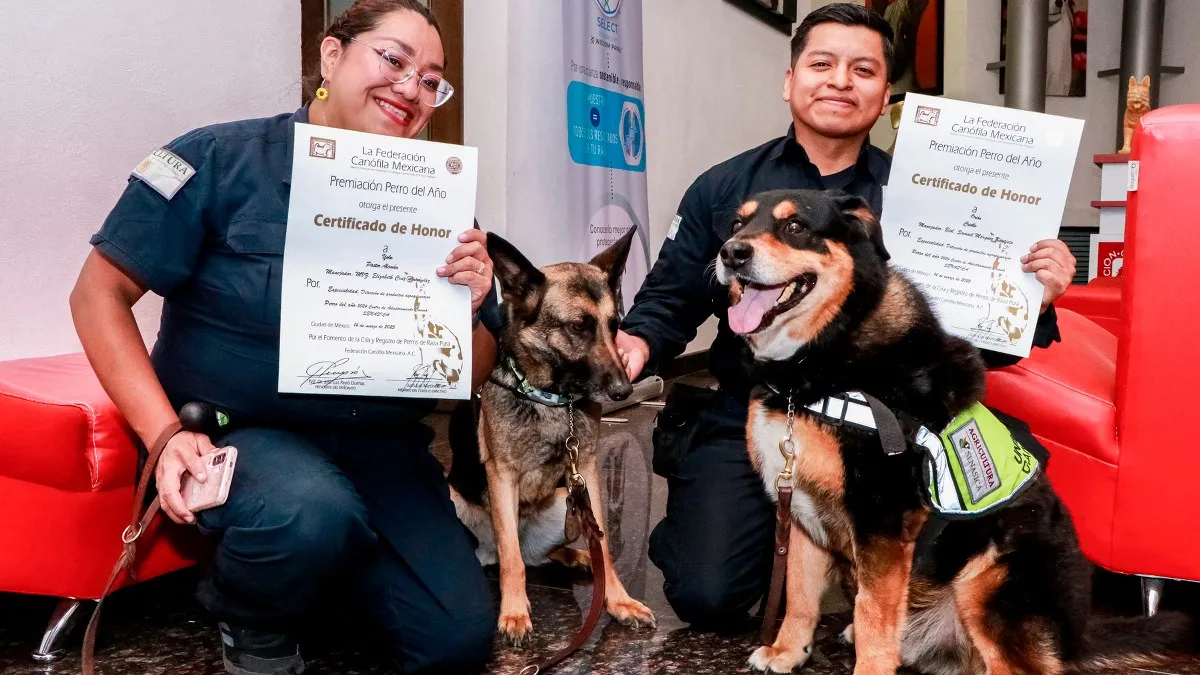 “Yoko”, “Joy” y “Orión” fueron galardonadas como “Mejor perro del año en trabajo y servicio 2024”, en Senasica