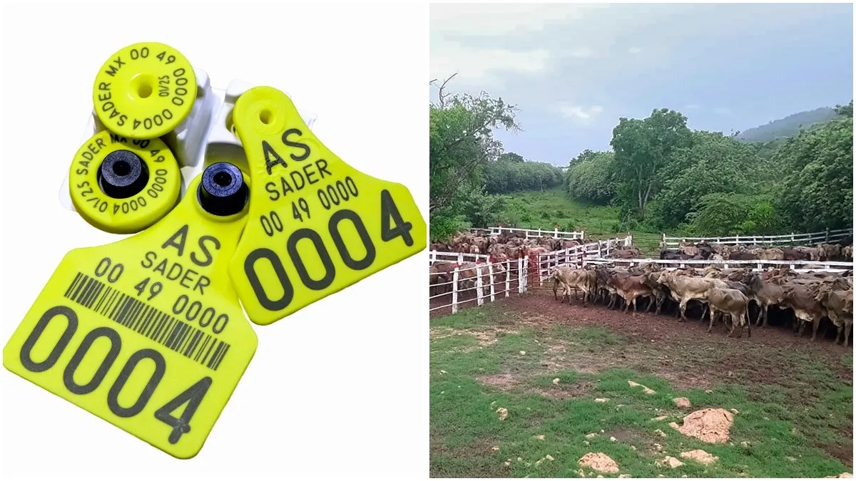 Adiós al 'mercado negro' de aretes de ganado: sólo los administrados por Sader serán válidos