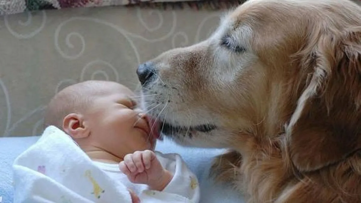 ¿Por qué hay más perros que niños?; un perro no reemplaza la crianza, sino que la complementa