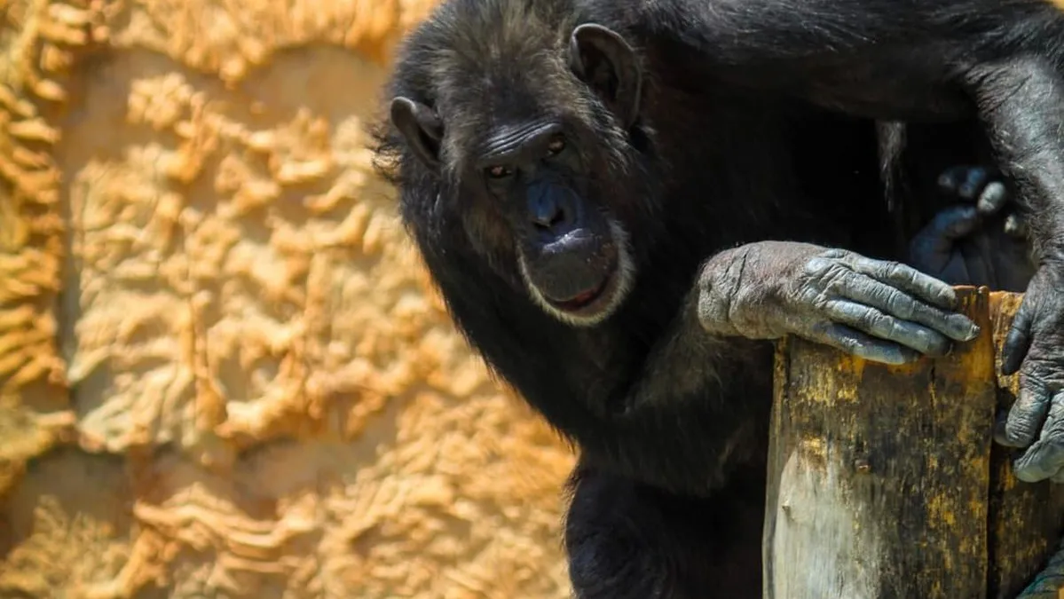 Concluye primera etapa de rehabilitación en Zoológico de Chilpancingo