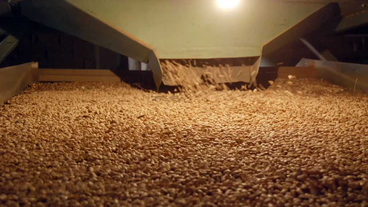 Gobierno de México crea Productora de Semillas para el Bienestar para fortalecer la soberanía alimentaria