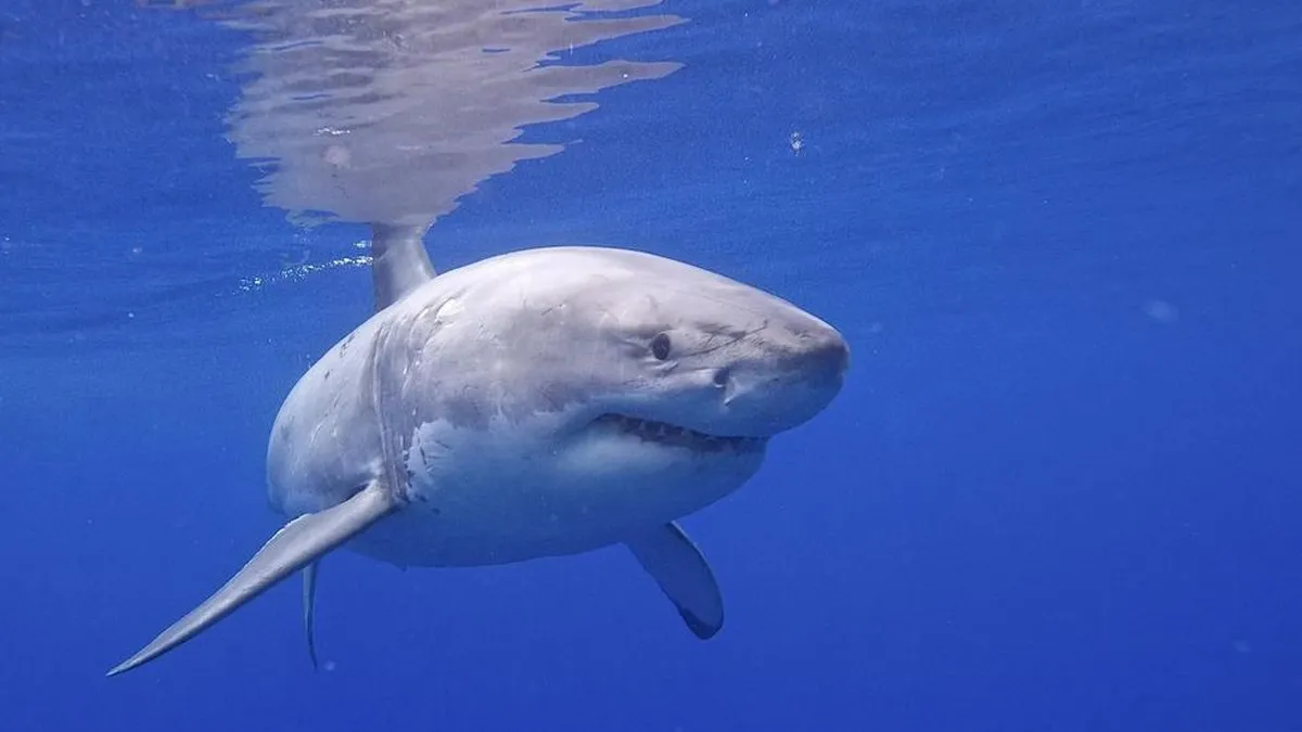 Tiburones con mala fama, solo muerden en defensa propia no por agresión planificada: estudio