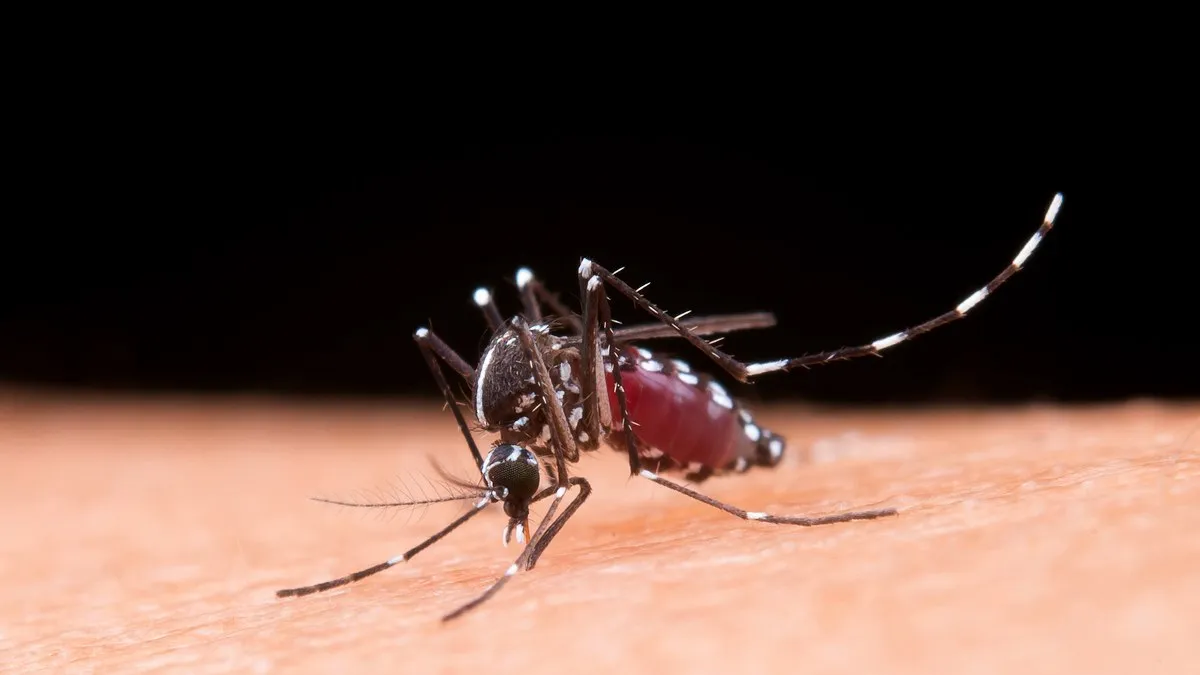 Guerrero: reportan 256 casos confirmados de dengue en lo que va de 2025