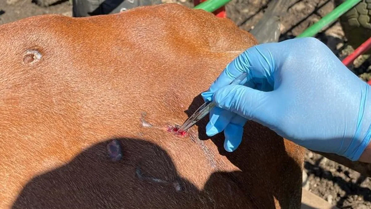 Insólito: Salud reporta el primer contagio humano por gusano barrenador del ganado