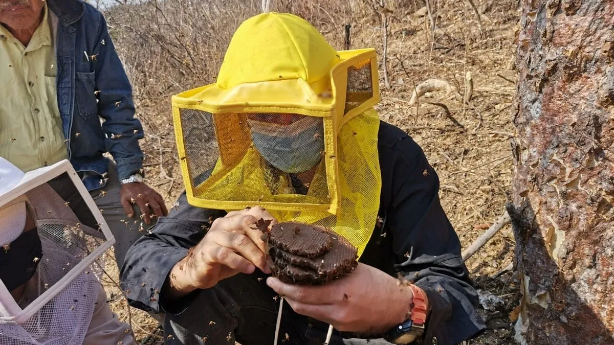 Producción de abejas nativas.