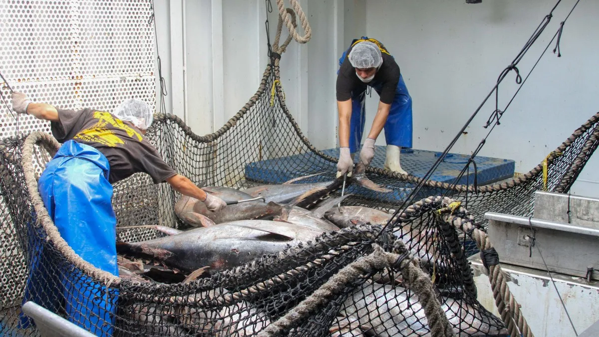 Pesca de Atún.