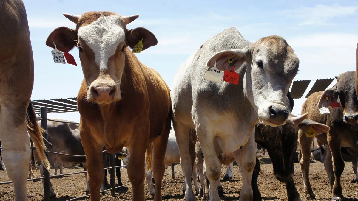México avanza en la erradicación de tuberculosis bovina, brucelosis y garrapata Boophilus: Sader