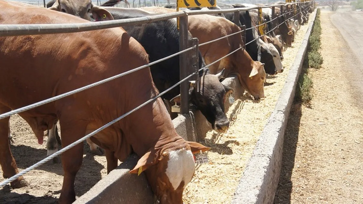 Ganado de exportación.