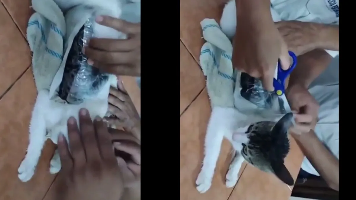 Atrapan a narcogato que servía de 'mula' para ingresar droga en un penal de Costa Rica