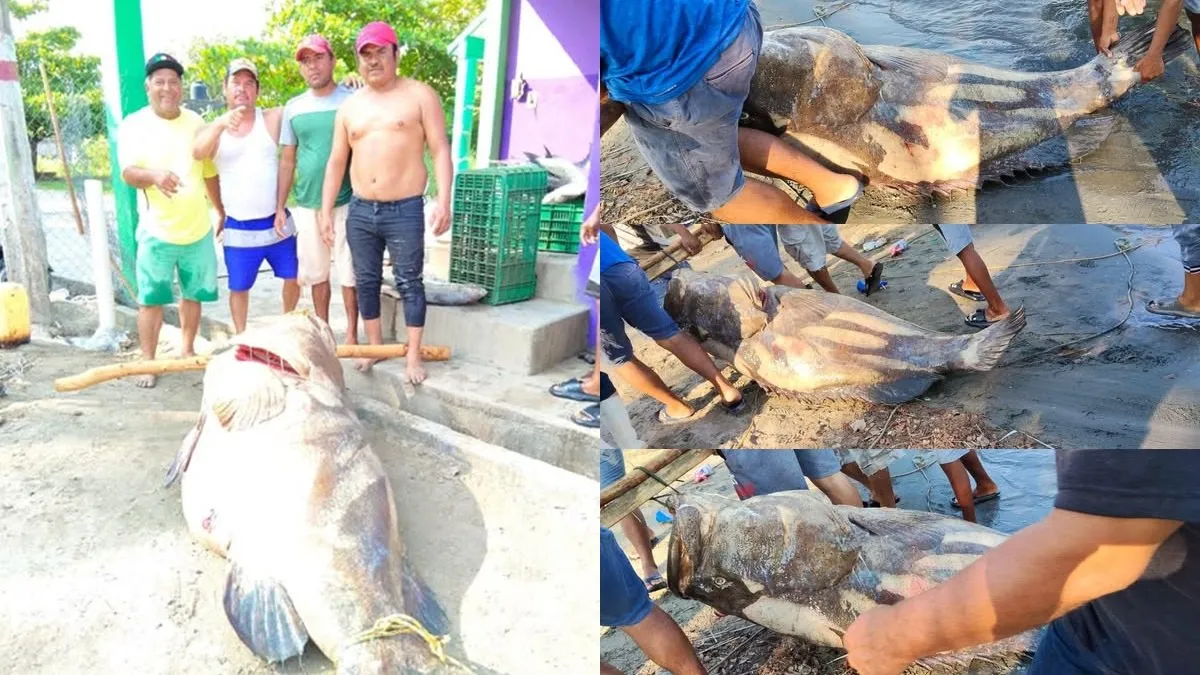 Pescadores preocupados por posible sanción.