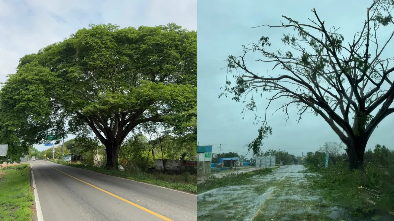 Árbol de parota muestra la fuerza con la que Erick impactó la Costa Chica de Guerrero