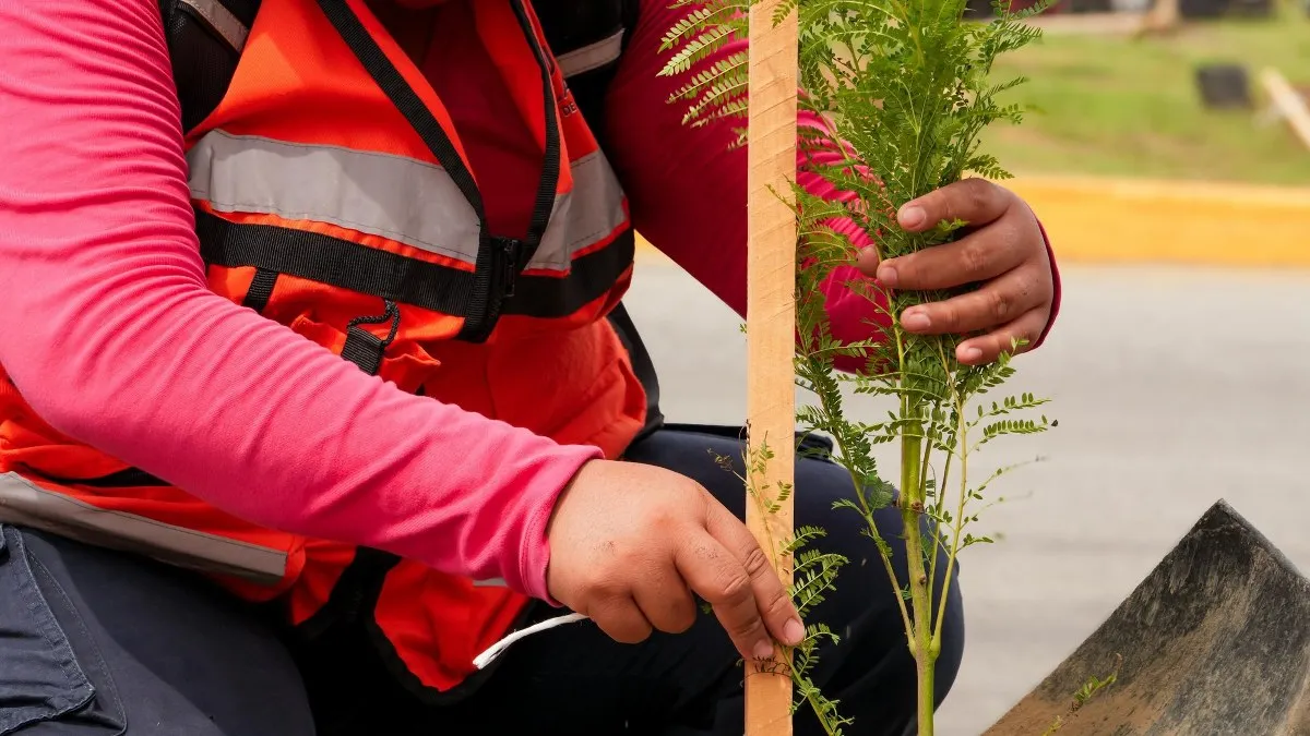 Avanza arborización masiva en Acapulco; suman 13 mil 200 árboles plantados