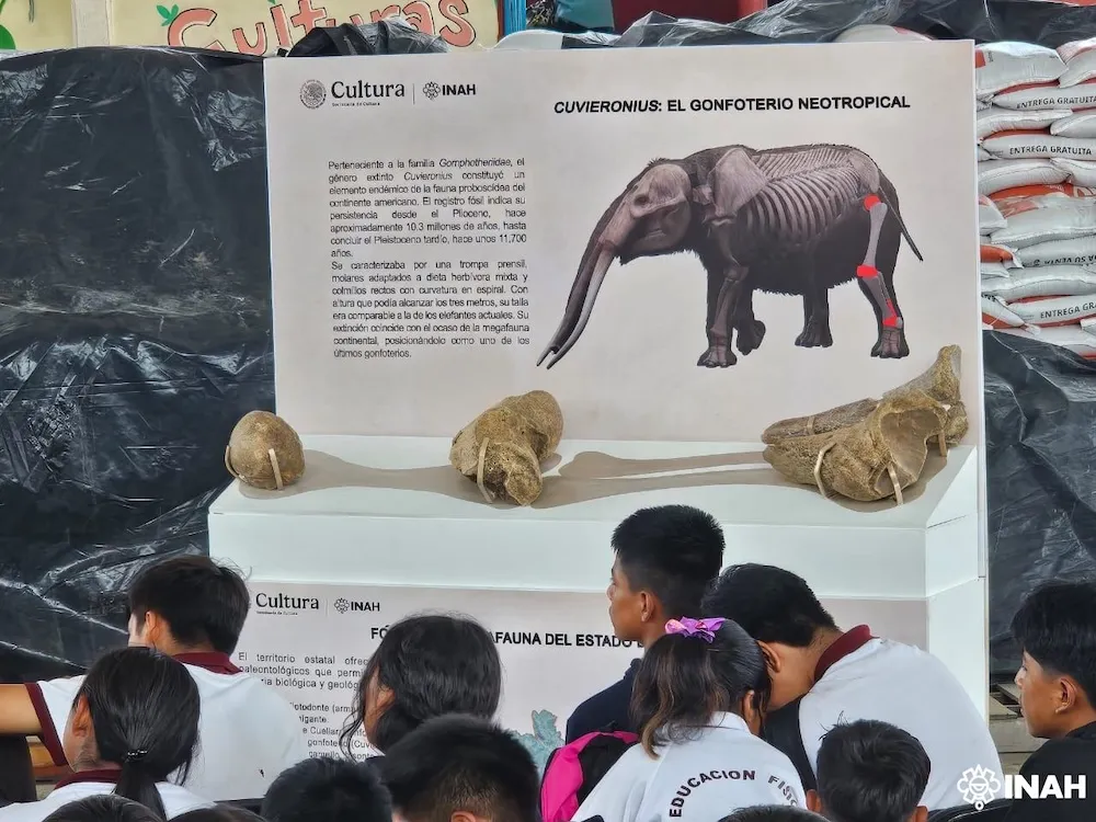 Exhiben restos de megafauna prehistórica hallada en Chilacachapa, Guerrero