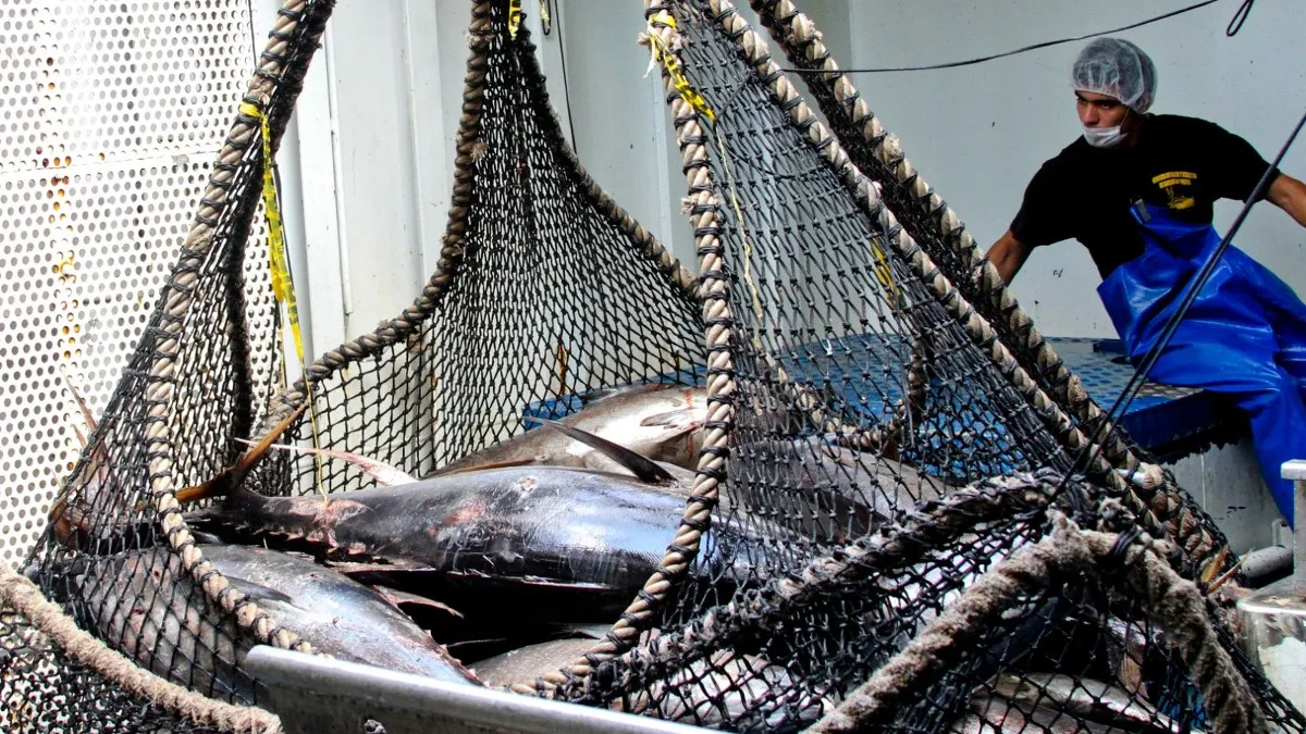 Sader da a conocer fecha de veda para los túnidos aleta amarilla, patudo, aleta azul y barrilete