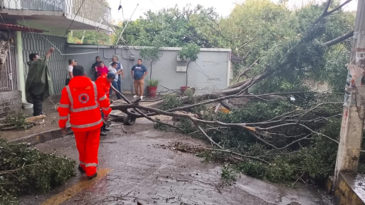 Tormenta provoca caída de árboles y daños materiales en Chilpancingo