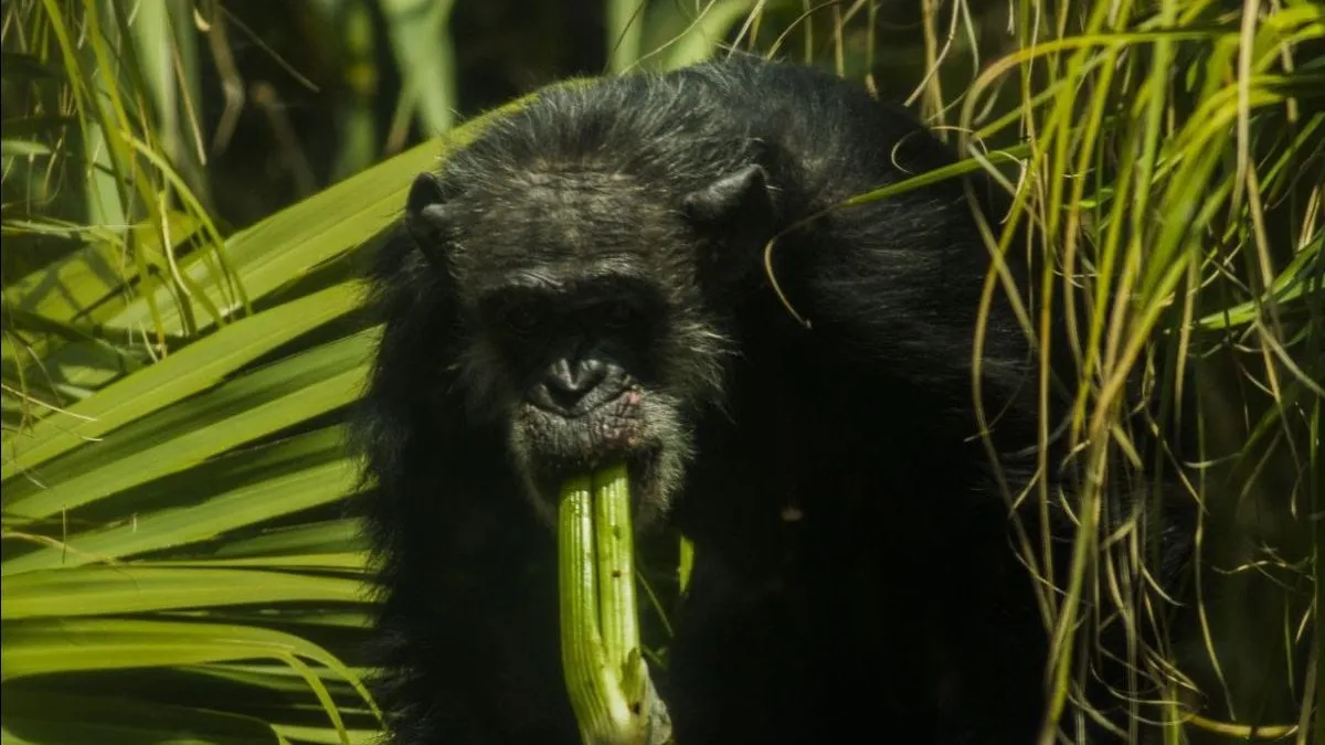 Chimpancés también siguen modas, revela estudio en Zambia