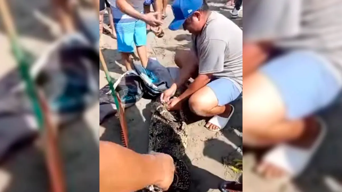 Capturan cocodrilo en Playa Revolcadero de Acapulco