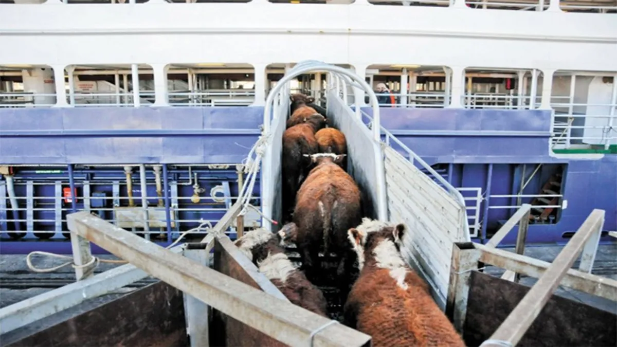 Termina crisis por el gusano barrenador; EU autoriza importaciones de ganado vacuno desde México