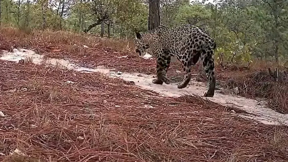 Avistan jaguar preñada en la Sierra de Chilpancingo; suman tres casos este año