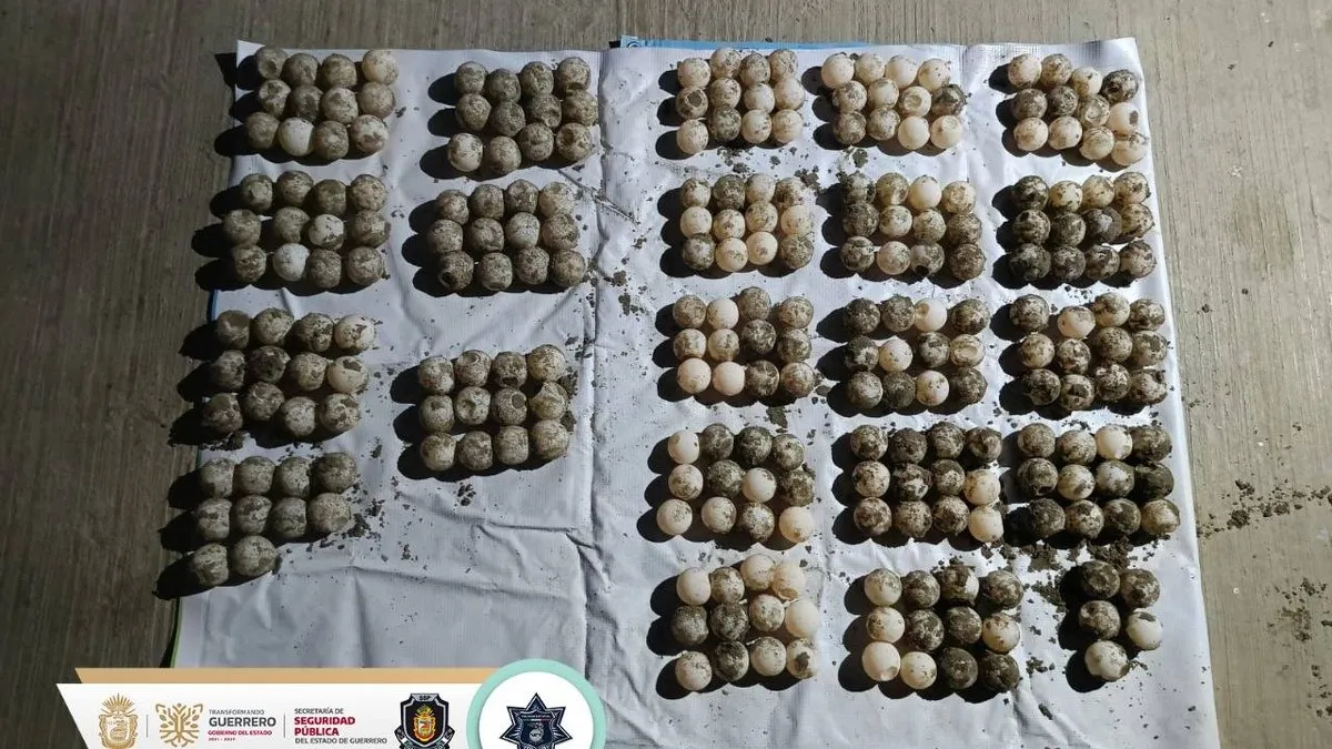 Detienen a cuatro con droga y huevos de tortuga en Acapulco