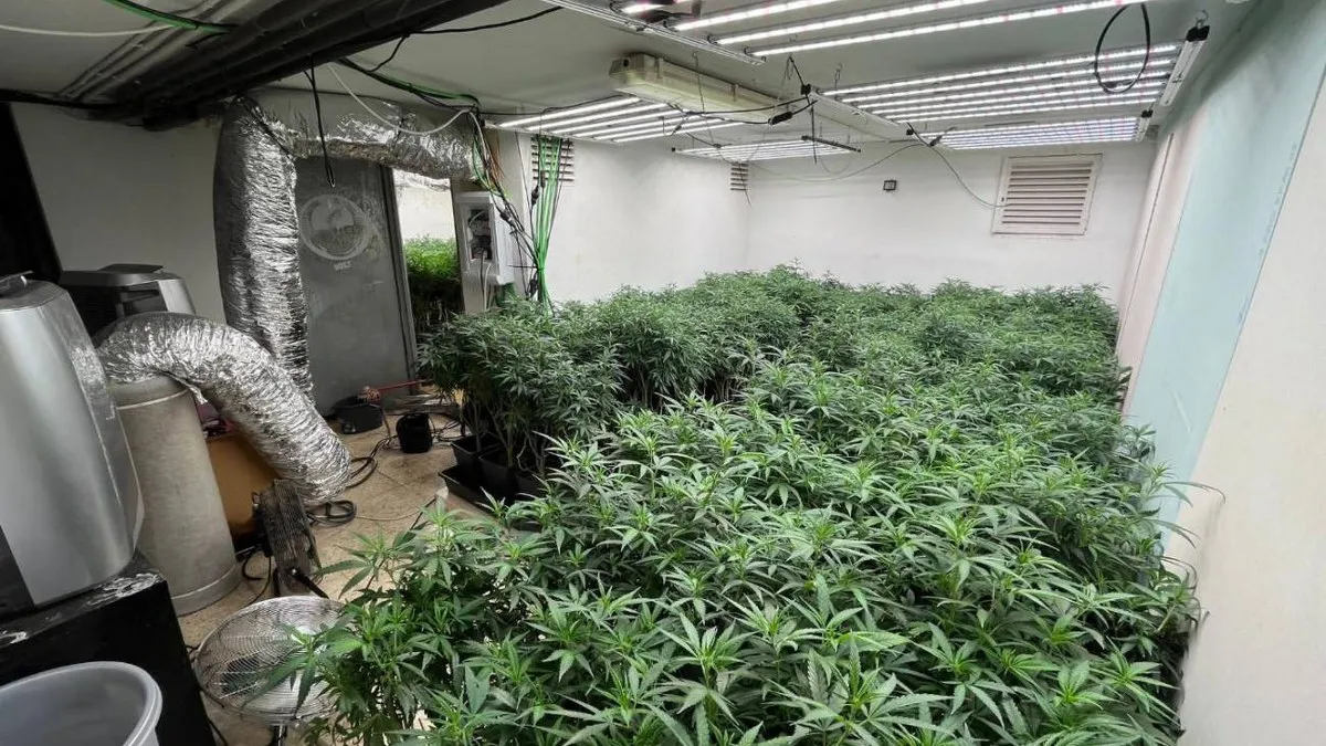 La mariguana que se fuma hoy es más tóxica que la de hace 10 años, revela estudio
