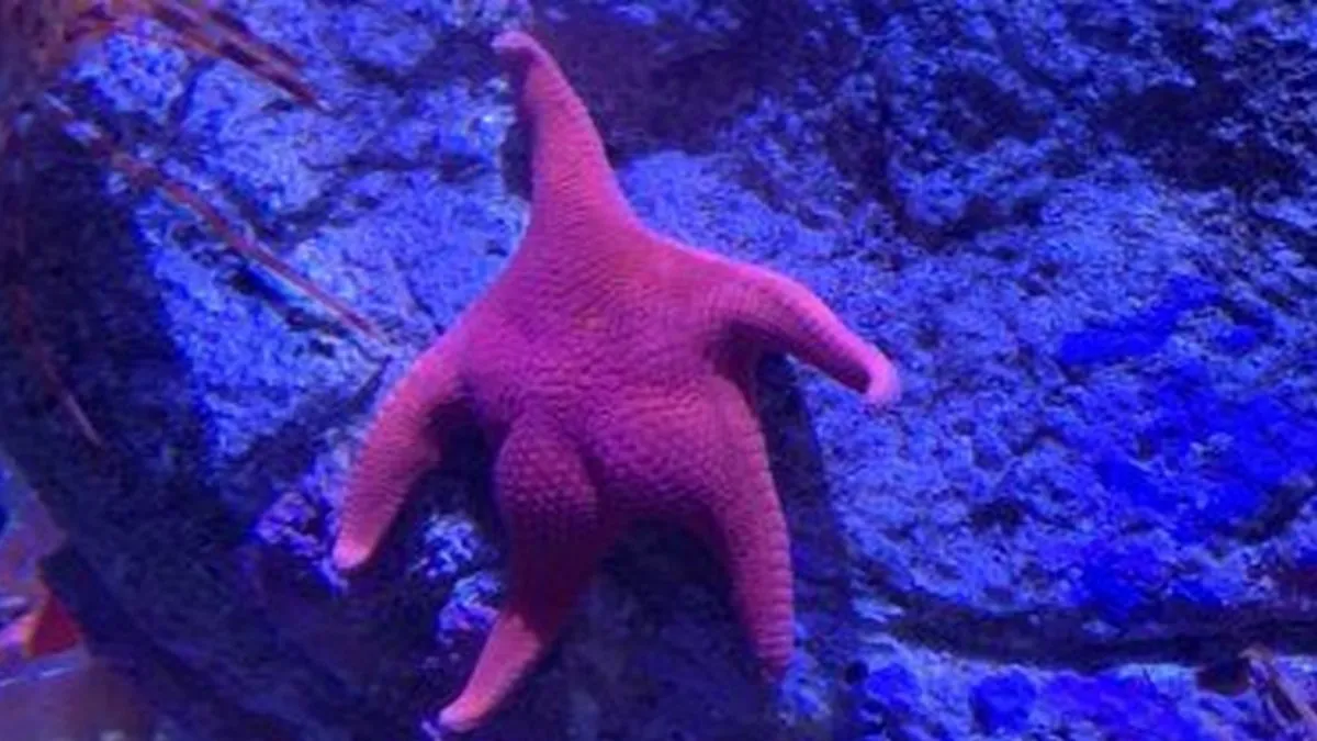 Captan estrella de mar “nalgona” en expedición científica; la comparan con Patricio de Bob Esponja