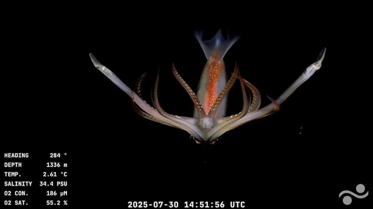 La vida secreta en la Tierra a casi 4 mil metros de profundidad, mira esta transmisión en vivo