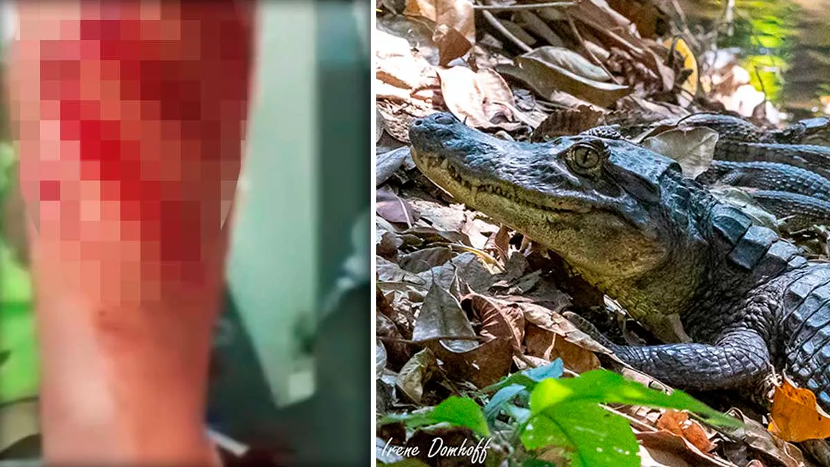 Cocodrilo ataca a turista en Barra de Potosí, Guerrero