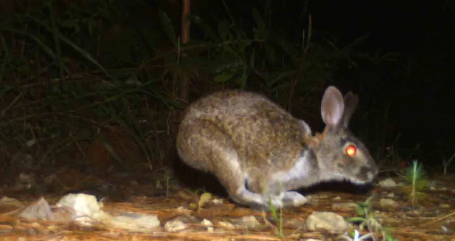 Redescubren al conejo de Omiltemi, endémico de Guerrero; se creyó extinto por un siglo