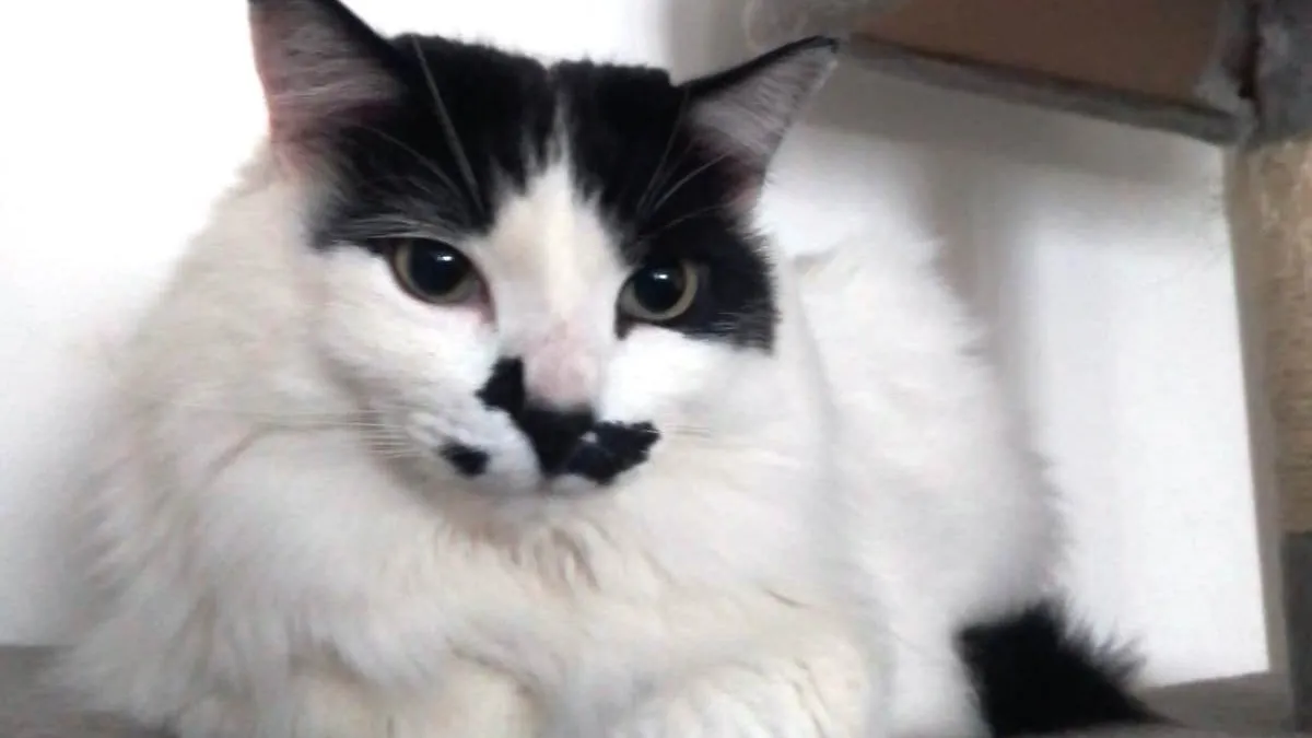 Un mundo sin gatos es imposible; hoy se celebra este ser silencioso domesticado hace 4 mil años