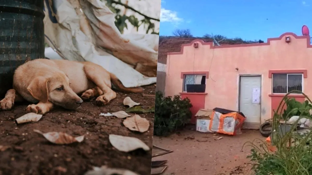 Expolicía federal tenía perros aliñados y congelados; Fiscalía de Sonora rescata 54 cachorros