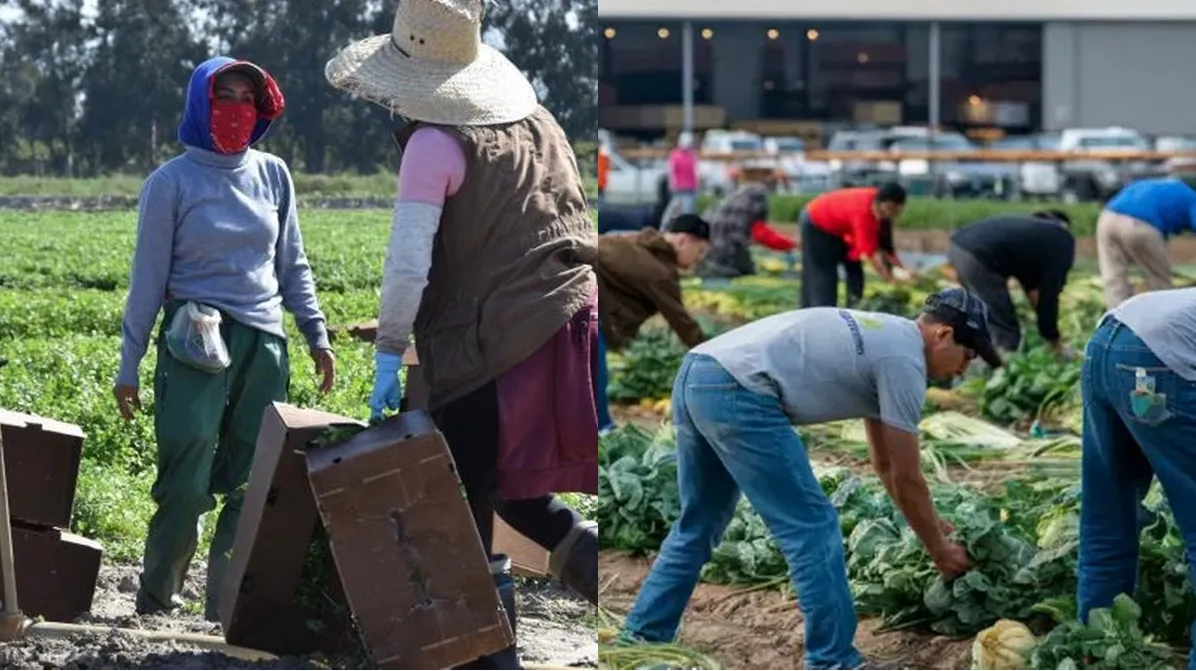 Trump quiere regresar a trabajadores migrantes expulsados, 'son necesarios' para la agricultura, reconoce