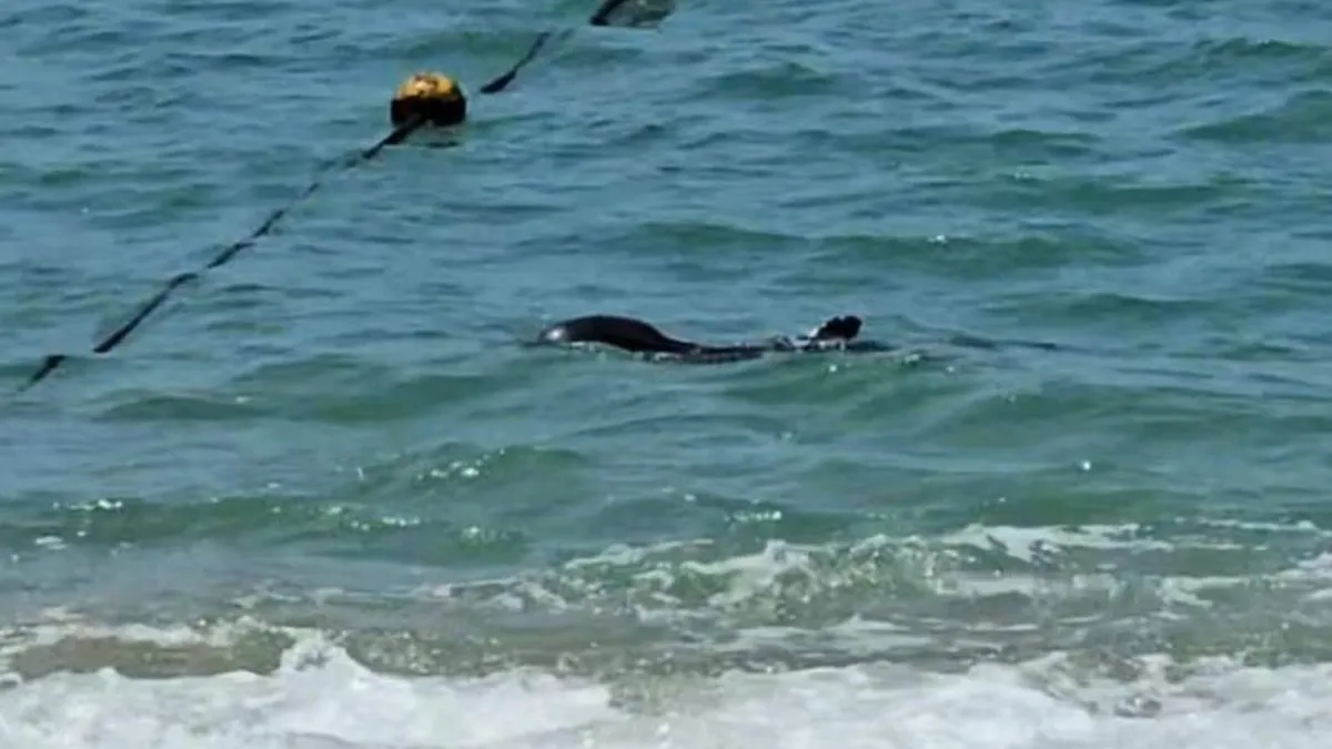 Hallan a delfín con aparentes heridas en Playa Icacos de Acapulco