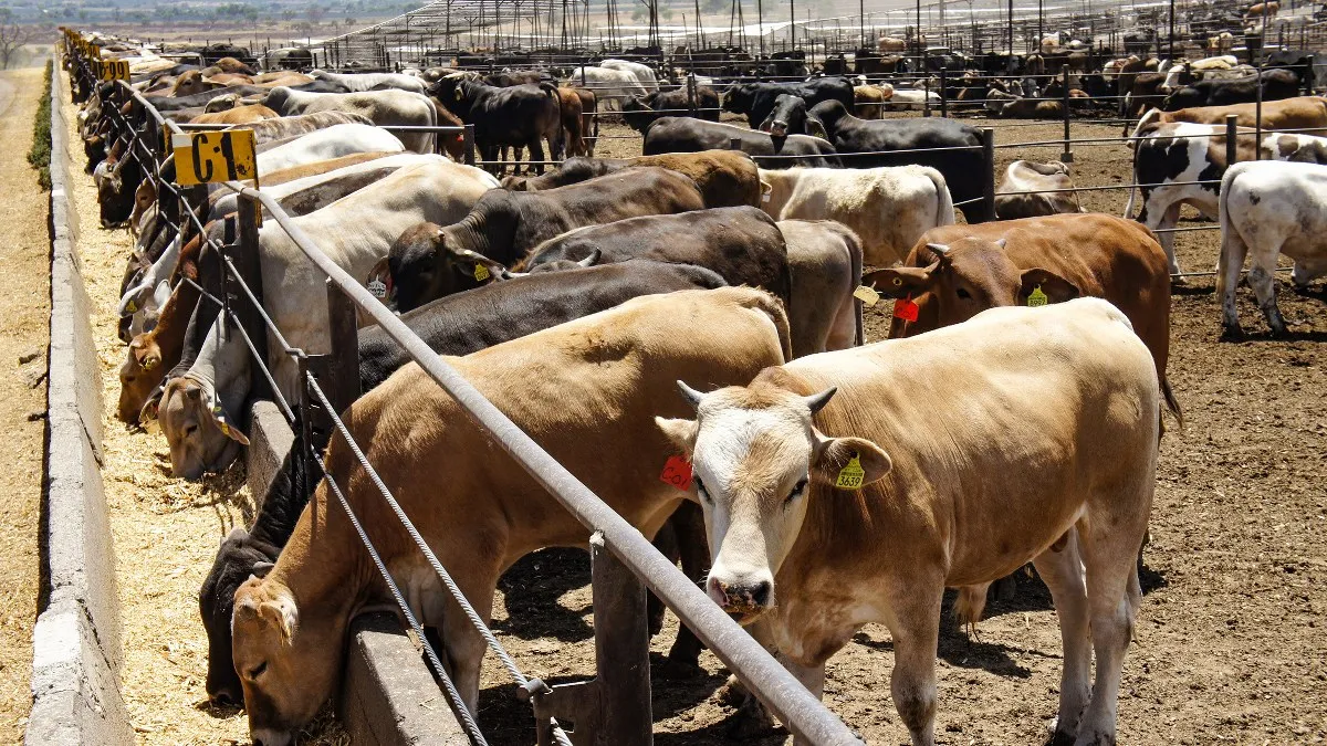 México evalúa nuevas medidas por plaga de gusano barrenador que afecta la exportación de ganado