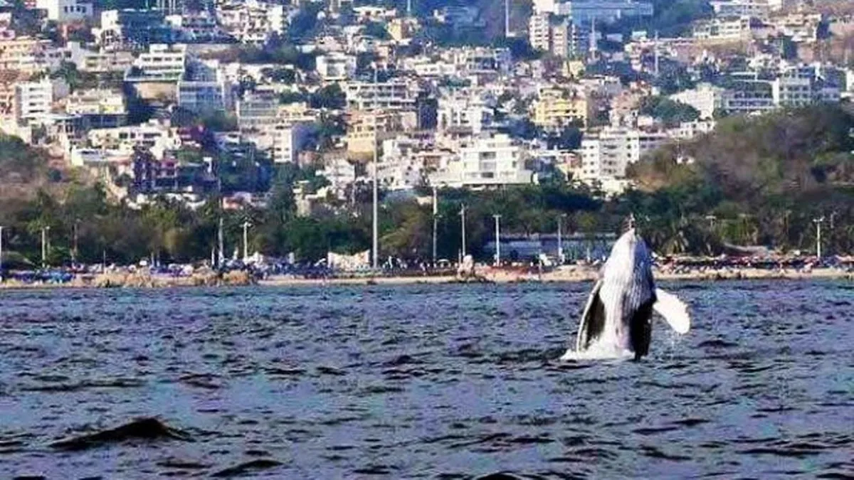 ¡Bienvenidas a Acapulco! El puerto resurge al recuperar la ruta oficial de avistamiento de ballenas