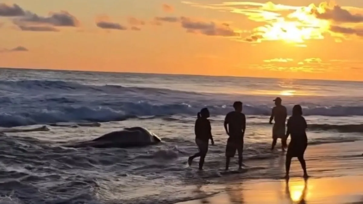 VIDEO: Rescatan ballena varada en playa de San Jerónimo, Guerrero
