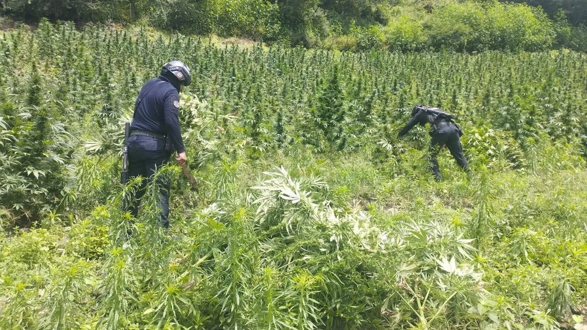 Destruyen 12 mil metros cuadrados de plantíos de marihuana en la Sierra de Guerrero