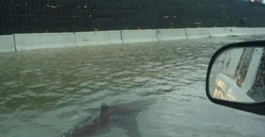 ¿Realmente los tiburones están nadando entre las calles de Jamaica por el huracán Melissa?