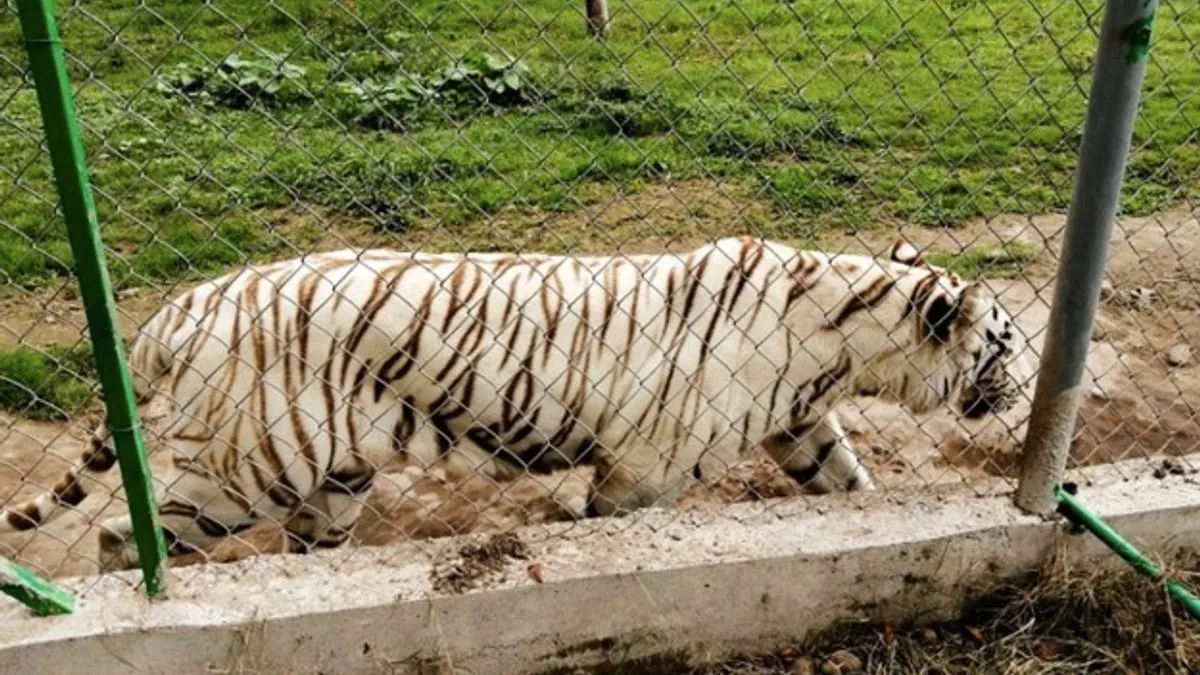 Hallan muerto a Tigre de Bengala fugitivo; inundaciones por el río San Marcos destruyen el zoológico Animalia en Puebla