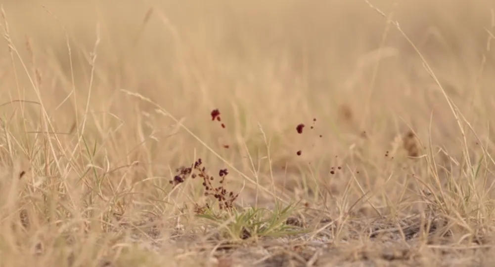Hallan cuerpo en sierra de Coyuca de Catalán, Guerrero