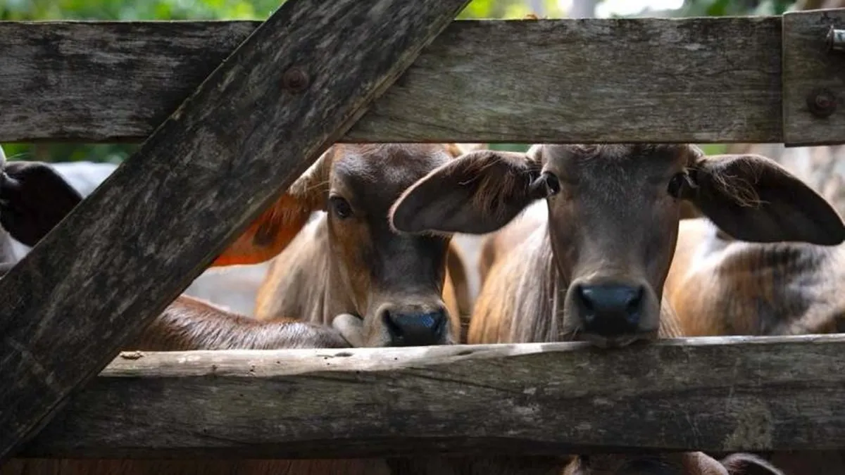 Confirman primer caso del gusano barrenador en Guerrero; activan cerco sanitario en Tecoanapa