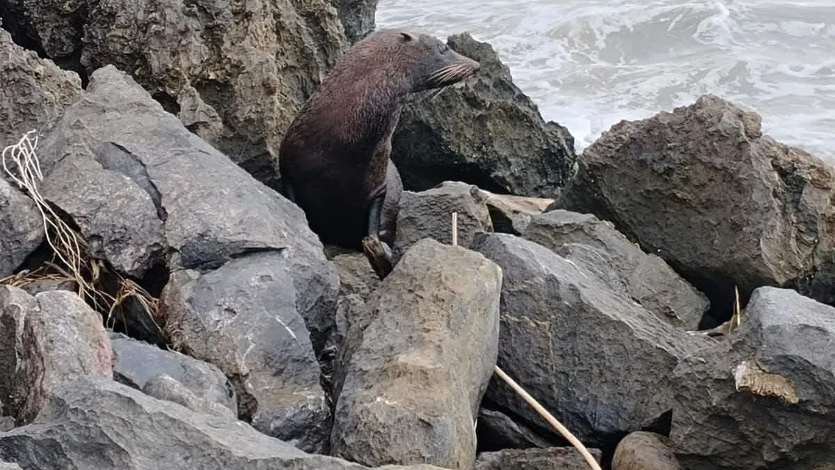 Sorprende presencia de lobo marino en aguas de Zihuatanejo