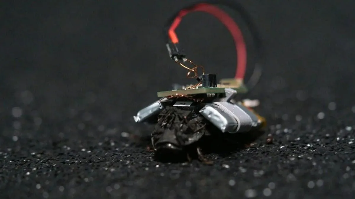 Cucarachas cyborg: Alemania explora el espionaje con insectos vivos