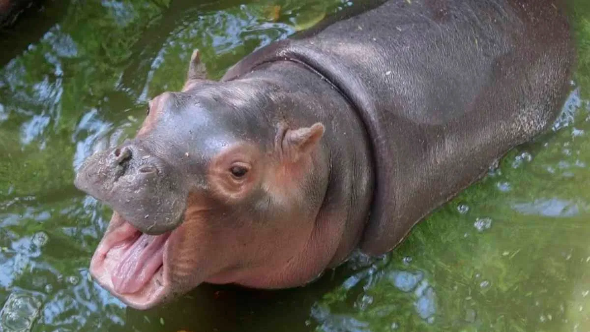 Zoochilpan abre sus puertas en vacaciones; mantiene servicio los días 24 y 25