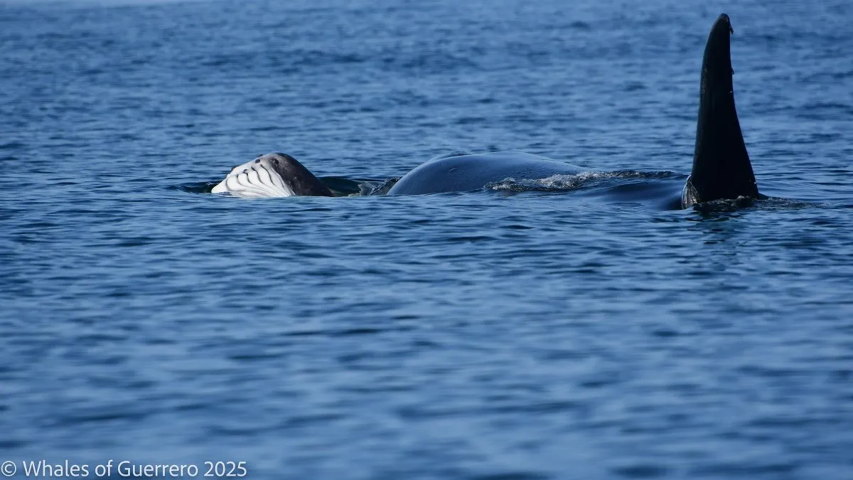 Orca es avistada cazando frente a la bahía de Zihuatanejo