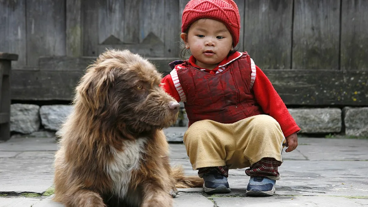 Algunos perros aprenden palabras solo escuchando a los humanos, revela Science