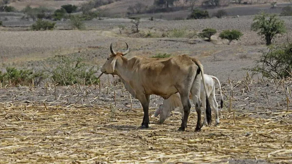 Miasis por gusano barrenador infecta a habitante de Copala, Guerrero