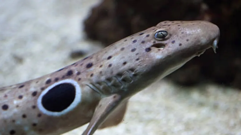 Esta especie de tiburón desafía la biología común de la reproducción