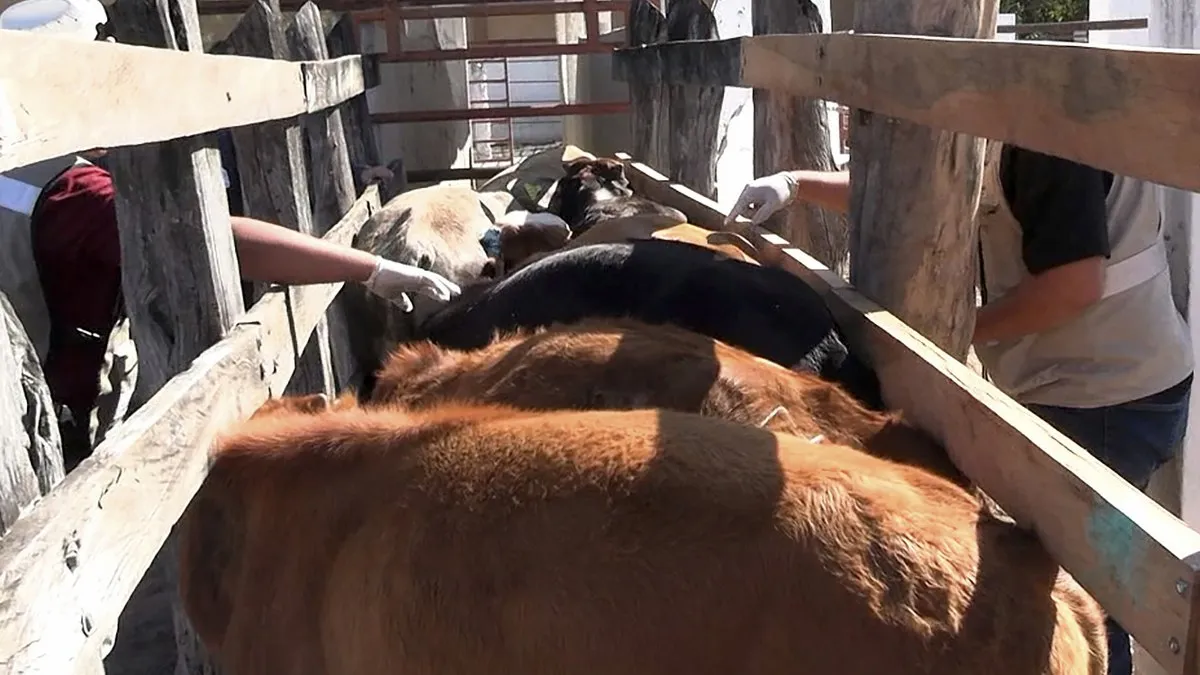 Reducen a tres los casos activos de gusano barrenador en Tamaulipas