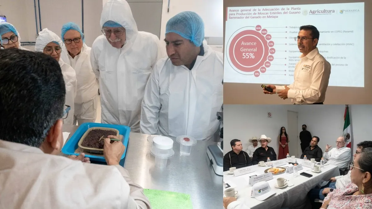Sader apresura biofábrica de mosca estéril en Chiapas para frenar al gusano barrenador